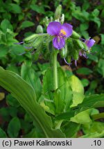 Tinantia erecta