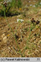 Torilis arvensis (kłobuczka polna)