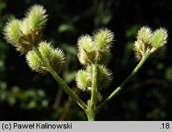 Torilis arvensis (kłobuczka polna)