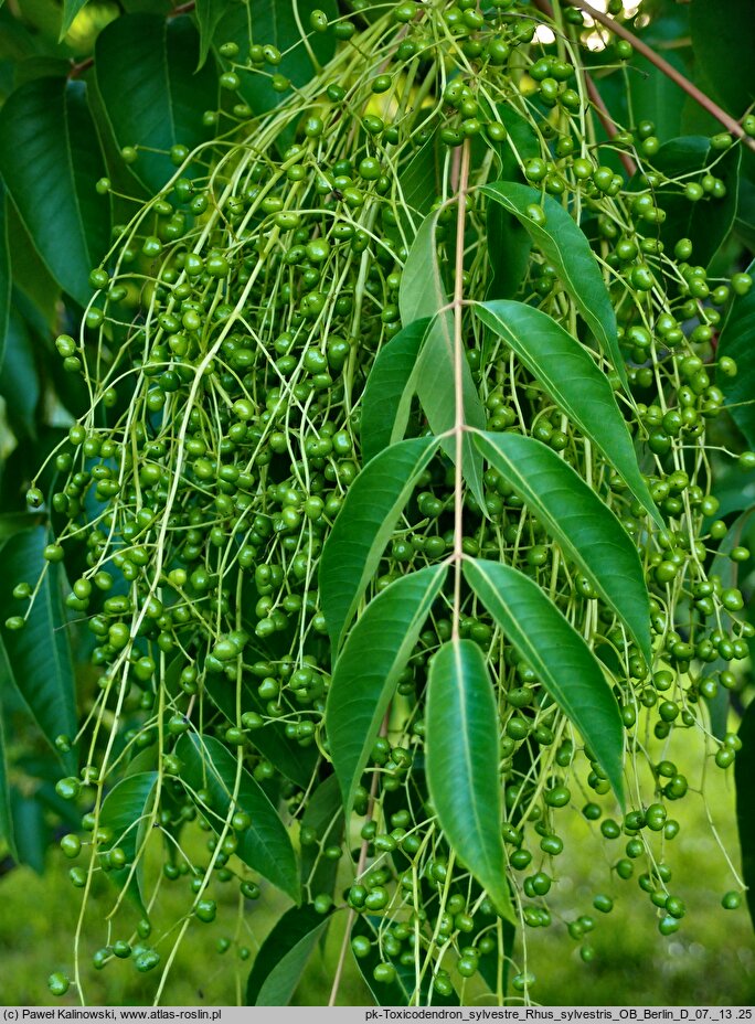 Toxicodendron sylvestre