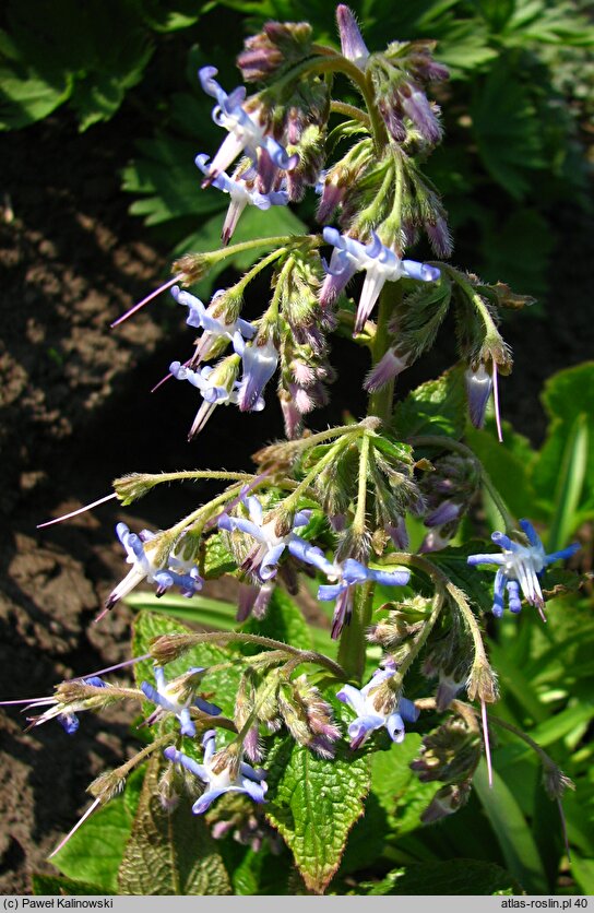 Trachystemon orientalis (trachystemon wschodni)