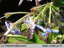 Trachystemon orientalis (trachystemon wschodni)