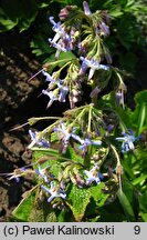 Trachystemon orientalis (trachystemon wschodni)