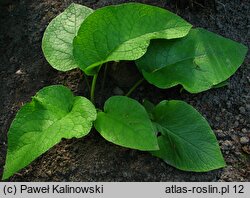 Trachystemon orientalis (trachystemon wschodni)