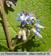 Trachystemon orientalis (trachystemon wschodni)