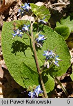 Trachystemon orientalis (trachystemon wschodni)