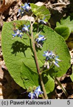 Trachystemon orientalis (trachystemon wschodni)