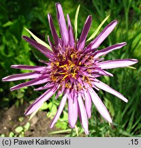 Tragopogon porrifolius (kozibród porolistny)