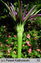 Tragopogon porrifolius (kozibród porolistny)