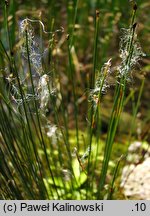 Baeothryon alpinum (wełnianeczka alpejska)