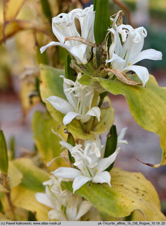 Tricyrtis affinis