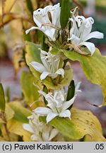 Tricyrtis affinis