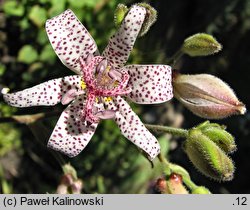 Tricyrtis hirta (trójsklepka owłosiona)