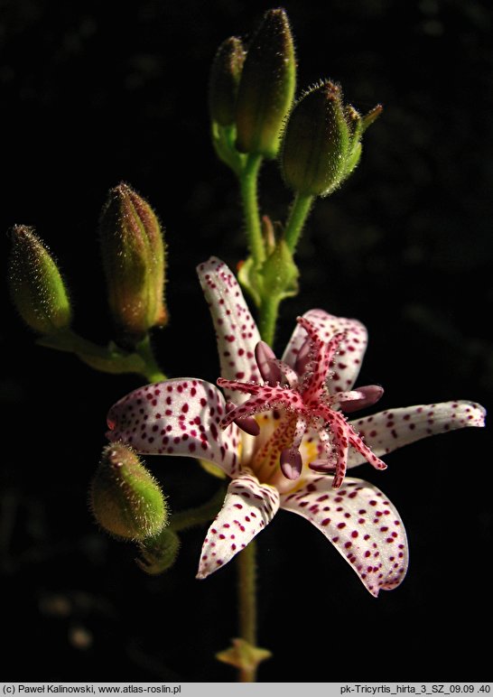 Tricyrtis hirta (trójsklepka owłosiona)