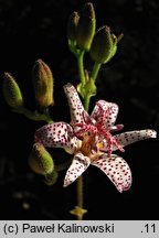 Tricyrtis hirta (trójsklepka owłosiona)