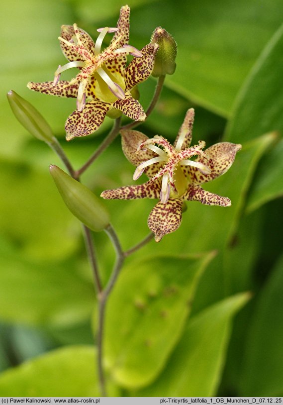 Tricyrtis latifolia (trójsklepka szerokolistna)