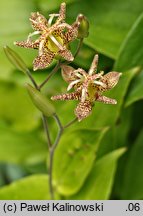 Tricyrtis latifolia (trójsklepka szerokolistna)