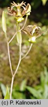 Tricyrtis latifolia (trójsklepka szerokolistna)
