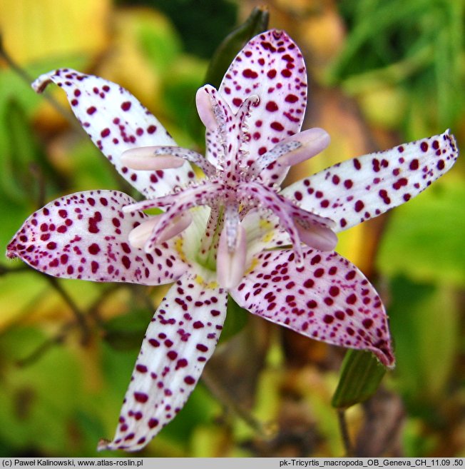 Tricyrtis macropoda