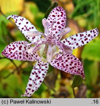 Tricyrtis macropoda