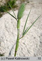 Trifolium angustifolium (koniczyna wąskolistna)