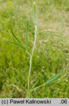 Trifolium angustifolium (koniczyna wąskolistna)