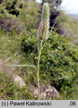 Trifolium angustifolium (koniczyna wąskolistna)