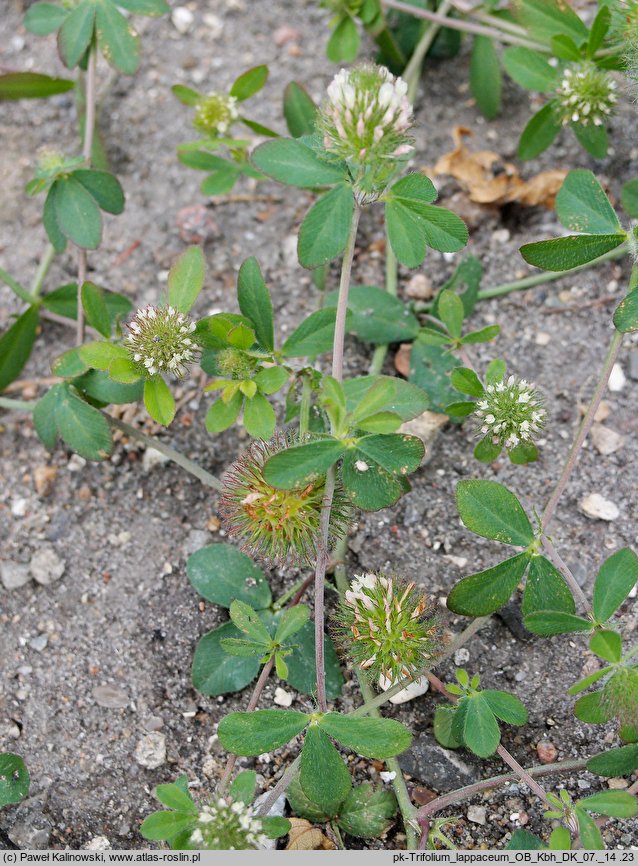 Trifolium lappaceum (koniczyna łopianowata)