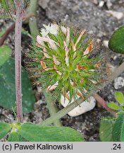 Trifolium lappaceum (koniczyna łopianowata)