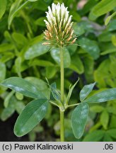 Trifolium pannonicum (koniczyna pannońska)