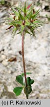 Trifolium stellatum (koniczyna gwiazdkowata)