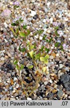 Trifolium tomentosum (koniczyna kutnerowata)