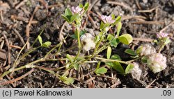 Trifolium tomentosum (koniczyna kutnerowata)