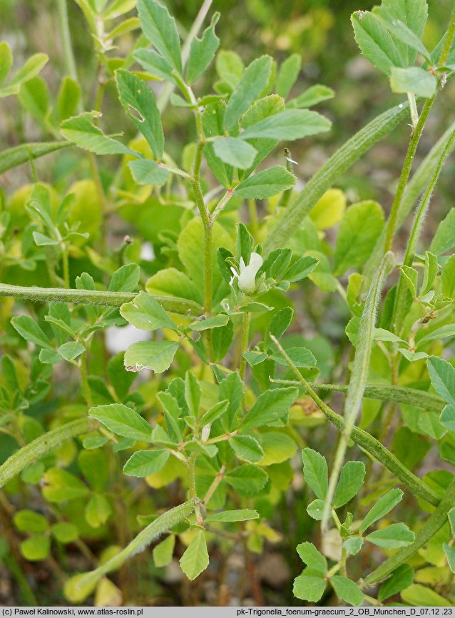 Trigonella foenum-graecum (kozieradka pospolita)