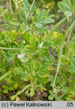 Trigonella foenum-graecum (kozieradka pospolita)