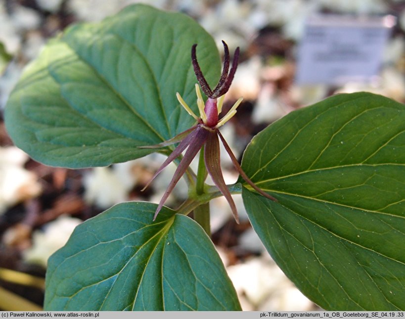 Trillium govanianum