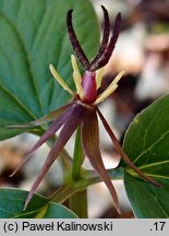 Trillium govanianum