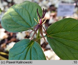 Trillium govanianum