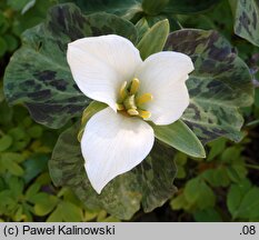 Trillium albidum