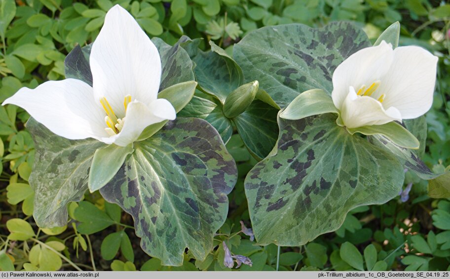 Trillium albidum