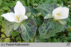 Trillium albidum