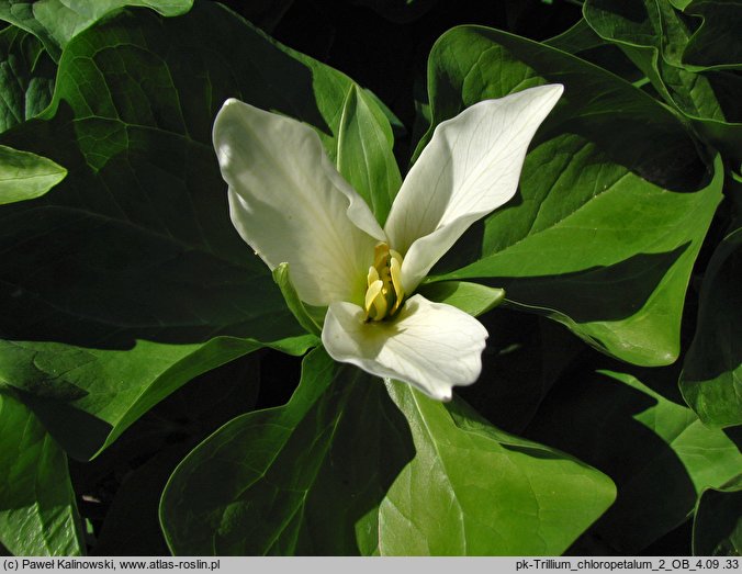 Trillium chloropetalum (trójlist zielonopłatkowy)