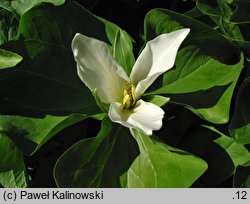 Trillium chloropetalum (trójlist zielonopłatkowy)