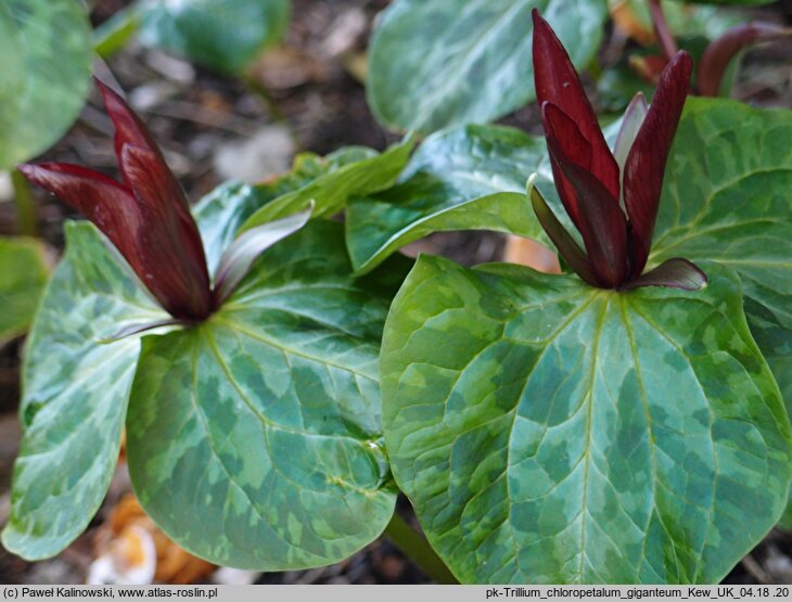 Trillium chloropetalum var. giganteum