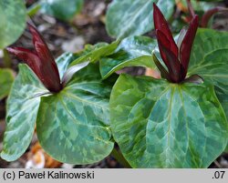 Trillium chloropetalum var. giganteum