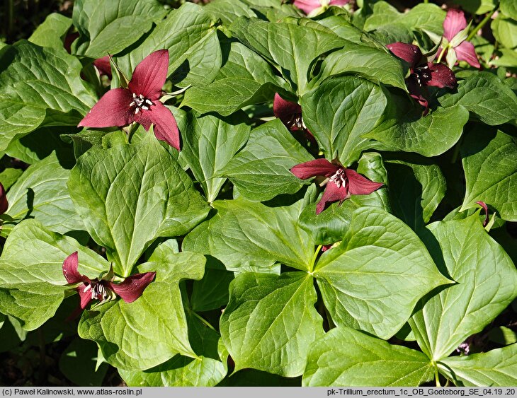 Trillium erectum (trójlist wyprostowany)