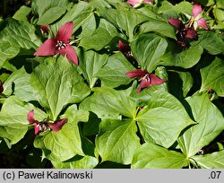 Trillium erectum (trójlist wyprostowany)