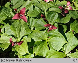 Trillium erectum (trójlist wyprostowany)