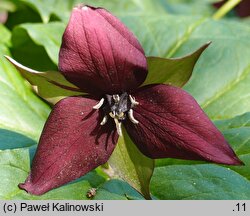 Trillium erectum (trójlist wyprostowany)