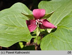 Trillium erectum (trójlist wyprostowany)